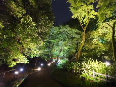 史跡御土居青もみじ苑の夜間特別拝観ライトアップ