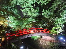 史跡御土居青もみじ苑の夜間特別拝観ライトアップ（鶯橋）