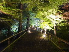 史跡御土居青もみじ苑の夜間特別拝観ライトアップ